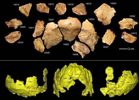 许昌2号头骨化石碎片及头骨化石的3D虚拟复原(吴秀杰供图)