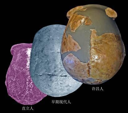 许昌人头骨顶面观及其与直立人、早期现代人对比(吴秀杰供图)
