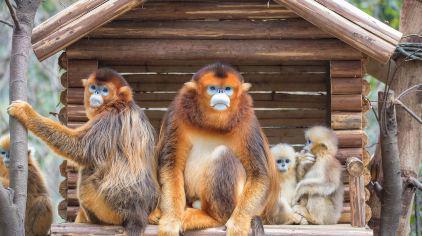 世界级珍稀国宝大鼻猴,凭借超长超大的鼻子、小平头圆眼睛赢得了超高人气