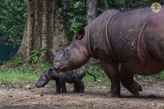 住进保护中心的罗莎,经历了8次流产,终于诞下了第一头小犀牛|Indonesian Ministry of Environment and Forestry
