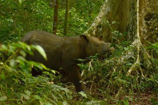 安大图|Bill Konstant / International Rhino Foundation