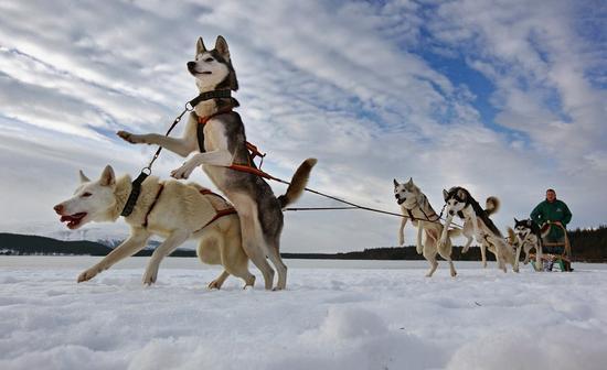 雪橇犬