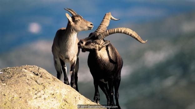图为与布卡多山羊亲缘关系最近的西班牙山羊(Iberian ibex)。