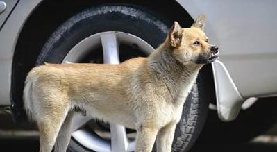 厦门现忠犬八公
