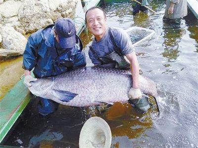 这是建库以来捕获的最大的鱼