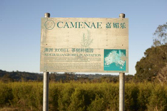 嘉媚乐自有茶树种植园