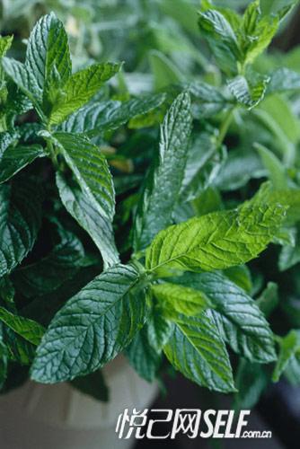清凉香氛:薄荷