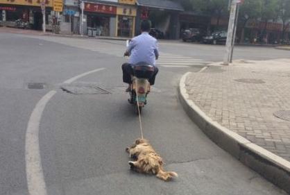 虐狗图
