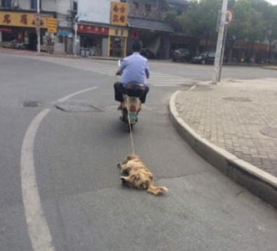 老人骑电动车虐狗 小狗腹部血肉模糊