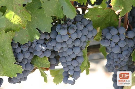 马尔贝克(Malbec)