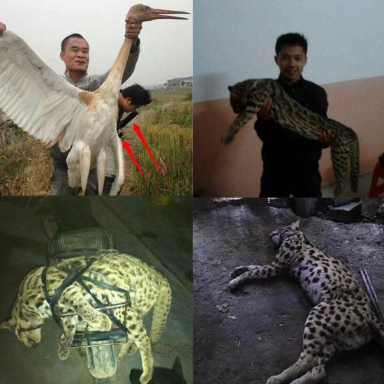 网传猎杀白鹤和豹猫照片。图片来源于微博