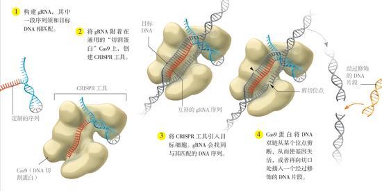 CRISPR是怎样工作的?CRISPR 是细菌的“武器”,它能“捣碎”入侵细菌的病毒的DNA。科学家可以利用这套工具,改变他们想要修饰的DNA序列。和从前的基因组编辑方法不同,CRISPR 系统采用一个通用酶——Cas9 来执行剪切。研究人员需要做的一切,就是制造一个gRNA来引导Cas9,而合成一条RNA,远比合成一个酶更加容易。