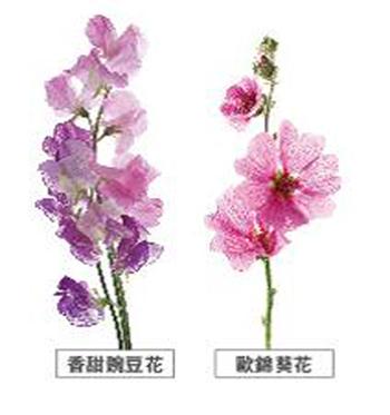 欧锦葵花精华及香甜豌豆花精华