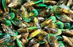 青口贝(Green-lipped mussels)