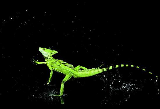 图为水面奔跑的绿双冠蜥(Basiliscus plumifrons////),拍摄于哥斯达黎加。这种蜥蜴身长可以生长至60厘米以上,包含长尾巴在内。就是这位高手拥有高速旋转拍水的惊人脚功。