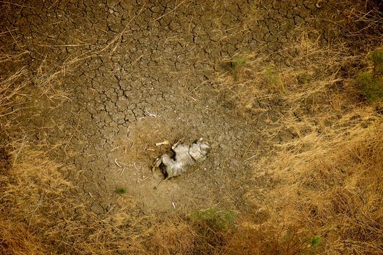 一只被猎杀的大象孤零零地躺在大地上。随着亚洲市场对象牙的需求量增大,大象偷猎和象牙走私越发猖獗。只有全面禁止贸易,才能停止对大象的杀戮。