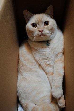 箱子子里的猫