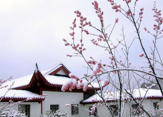 雪景梅花相辉映