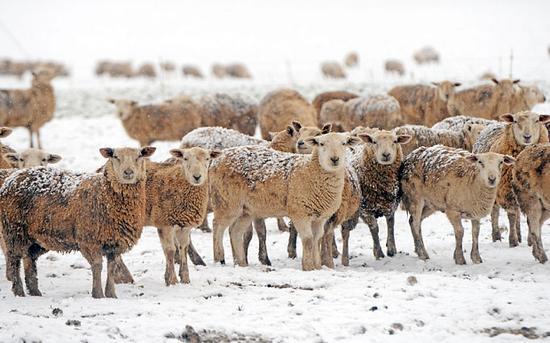 2015年2月,英国温切斯特牧场被白雪覆盖的绵羊。