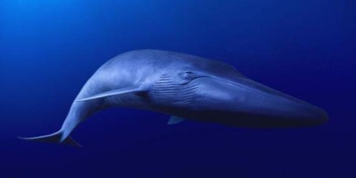 寻找世界最孤独的鲸:52赫兹孤独歌唱20年