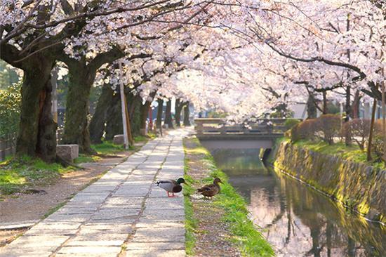 京都哲学之道