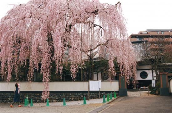 东京高尾山