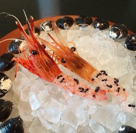 NOMA在东京文华东方酒店限定店推出的蚂蚁牡丹虾刺身