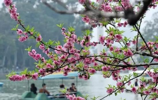 一树树桃花千姿百态,粉白相映