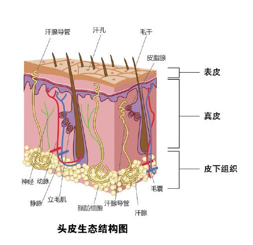 头皮生态结构图