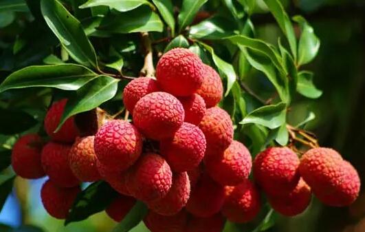 鲜荔枝