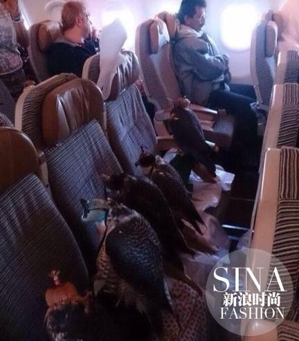 坐在经济舱的猎鹰们