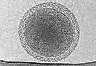 最小细菌体积仅为0.009立方微米
