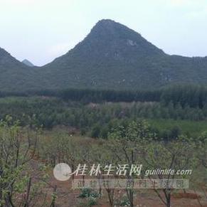 恭城将在全县范围内禁止种植桉树340 / 作者:美丽的梦花 / 帖子ID:113552