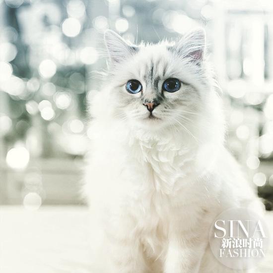 Choupette的蓝眼仁给了老佛爷多少灵感