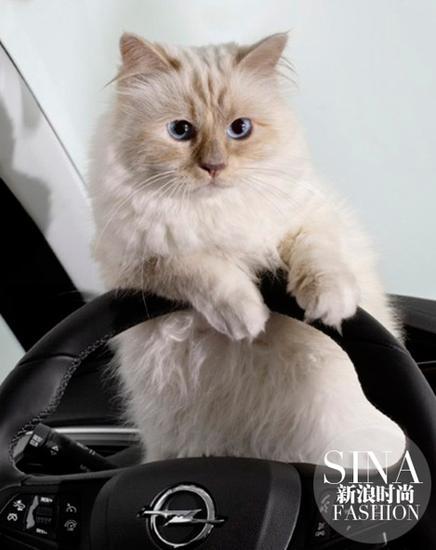 Choupette拍摄Opel汽车大片