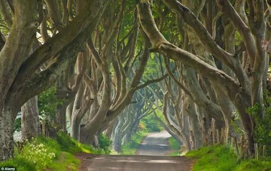 The Dark Hedges