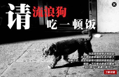 “请流浪狗吃一顿饭”公益活动