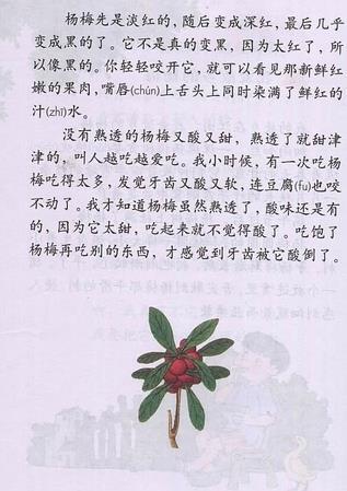 《杨梅》
