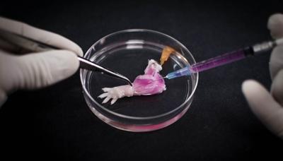 科学家将肌肉前体细胞的悬液注射入大鼠去细胞处理前肢的无细胞基质中,这种无细胞基质为组织的再生提供了形态和结构上的支持。