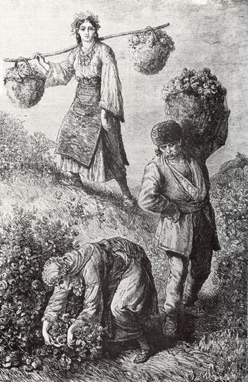 1870年的版画上,描绘了当时卡赞勒克人采摘玫瑰的场景
