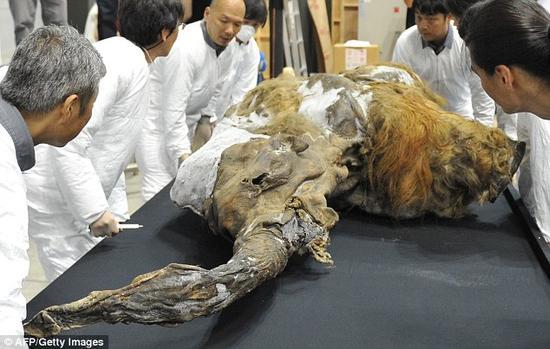 研究人员认为迟早有一天某些人会去做克隆猛犸象这样的事。因为光从技术角度上来看,在不久的将来我们就将有可能实现对猛犸象的克隆,但科学家们同时指出我们不应该那样做