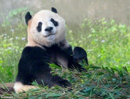 大熊猫需要节省能量,因为它们从竹子饮食中得到非常少的营养物。甲状腺是令它们行动迟缓的众多原因的其中之一。即使移动时,一只大熊猫也只用了一个不动的人一半的能量。