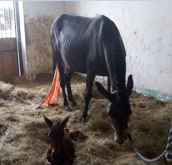 奇闻 不敢相信中国骡子竟生了纯种温血马!?_马
