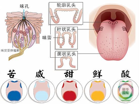 先前科学认为,人的味蕾能感知到的五种基础味觉是,苦咸甜鲜酸。