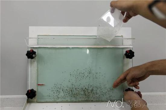工作人员筛选雄蚊幼体。奚志勇团队是用物理分离法,根据蚊子雌雄幼体大小的明显差异,雄蚊的头胸宽在1.05MM~1.2MM之间,雌蚊的约在1.3~1.4MM,使用水流在玻璃通道内过滤。
