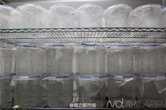 奚志勇教授和培育的蚊子在一起。今年3月12日起,中山大学—密歇根州立大学热带病虫媒控制联合研究中心奚志勇教授团队,在沙仔岛陆续释放“绝育”蚊子,即携带新型沃尔巴克氏体的白纹伊蚊雄蚊。