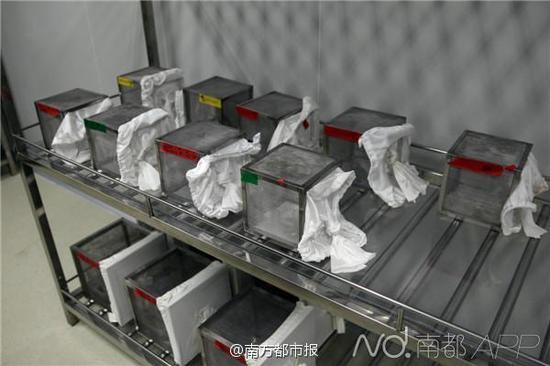 “科学的发展是很有意思的。”最早,他们的想法是,如果让这个共生菌携带上抗病基因,是不是就可以把传病蚊媒改造成不能传病?但2009年前后,奚志勇课题组与另一个课题组同时发现,天然的沃尔巴克氏体本身就能形成抗登革病毒的作用。