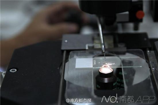 在广州沙仔岛释放的这些“绝育蚊子”,到底能如何抵抗登革热?沃尔巴克氏体,是一种在自然界节肢动物体内广泛存在的、接近立克次体,并能经卵传递的革兰氏阴性胞内共生菌。