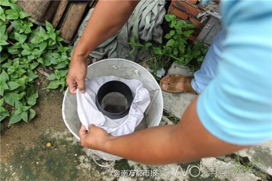 沃尔巴克氏体如同“疫苗”一样阻隔病毒,使这些蚊子无法把登革病毒传染给人类。