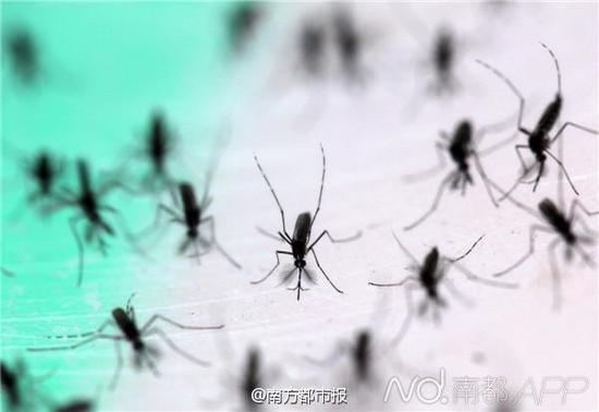 它天然存在于全球约65%的昆虫种群和28%的蚊虫种类中,携带不同型别沃尔巴克氏体的雌雄昆虫交配后产生的卵不发育。
